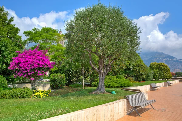 Urban Garten in Monte carlo. — Stockfoto