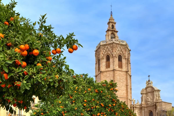 Апельсиновое дерево и Валенсийский собор . Стоковая Картинка