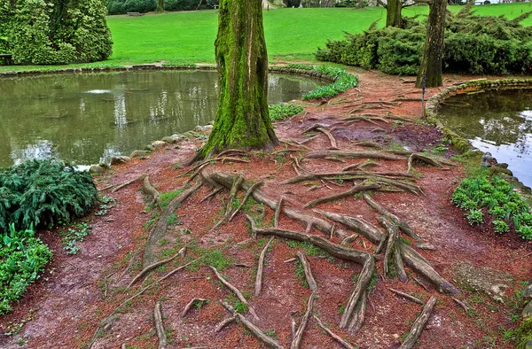Wortels en boomstam bedekt met mos. — Stockfoto