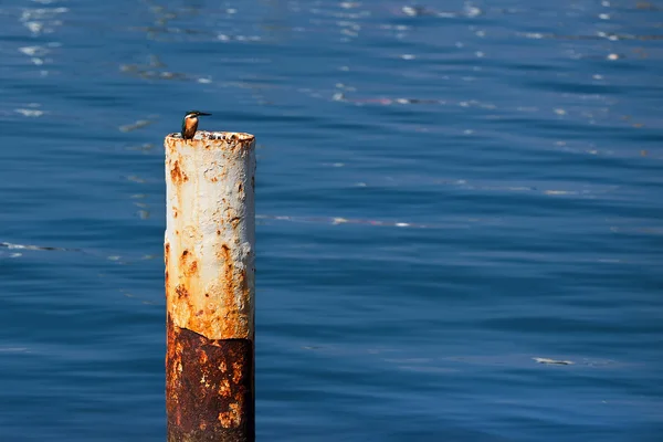 Eisvogel auf Säule im Mittelmeer. — Stockfoto