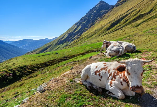 Vaches dans les pâturages alpins . — Photo