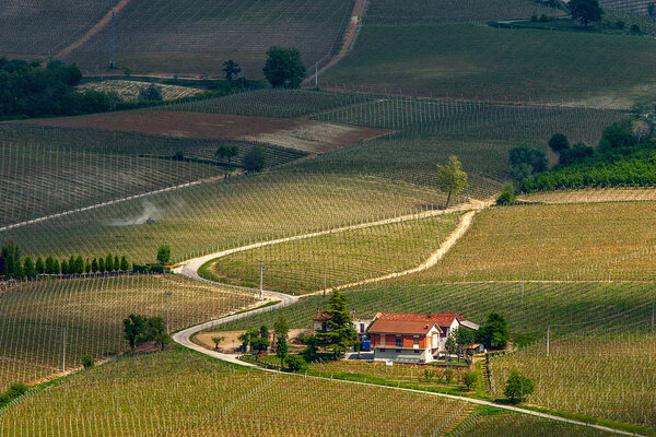 Road among hills and vineyards in spring.