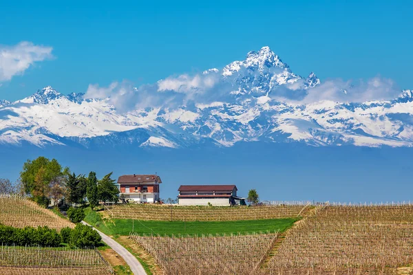 Vineyards and Monviso peak in Piedmont, Italy. — Stock Photo, Image