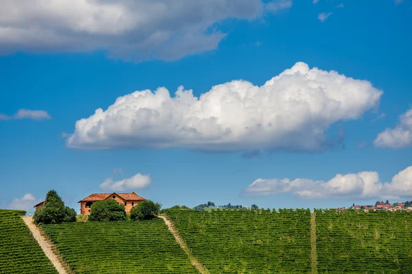Вид на зеленые виноградники летом . — стоковое фото