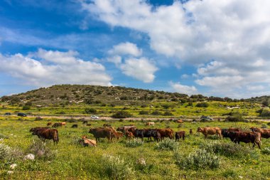 Otlaktaki inek sürüsü.