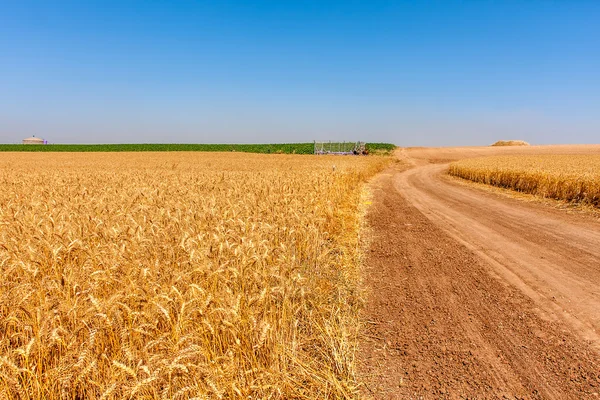 Landsväg och landsbygdens vetefält. — Stockfoto