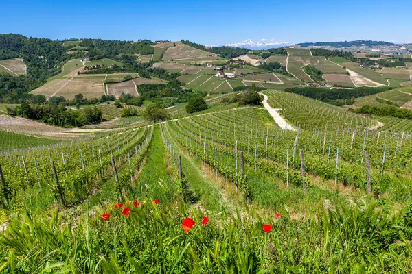 Groene heuvels en wijngaarden in Piemonte, Italië. — Stockfoto