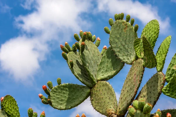 Opuntia cactus contra el cielo azul . — Foto de Stock