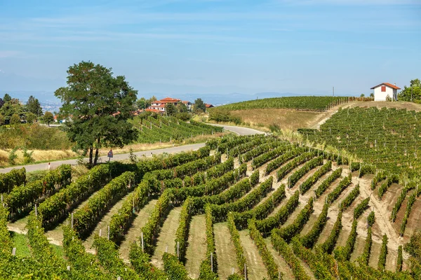 Piedmont, İtalya'nın üzerinde Yeşil üzüm bağları. — Stok fotoğraf