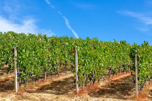 Grüne weinberge in einer reihe in italien. — Stockfoto