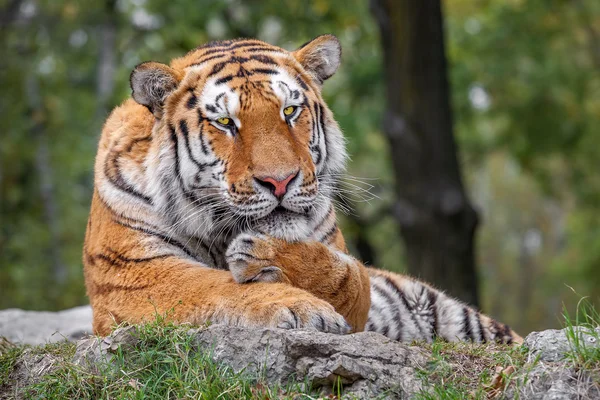 Tygr ležící na zemi v safari. — Stock fotografie