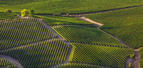 Viñedos verdes en las colinas de Italia . — Foto de Stock