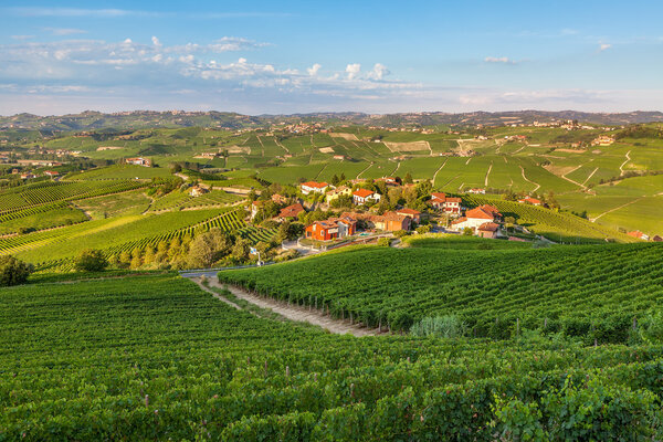 Small village among green vineyards at sunset.
