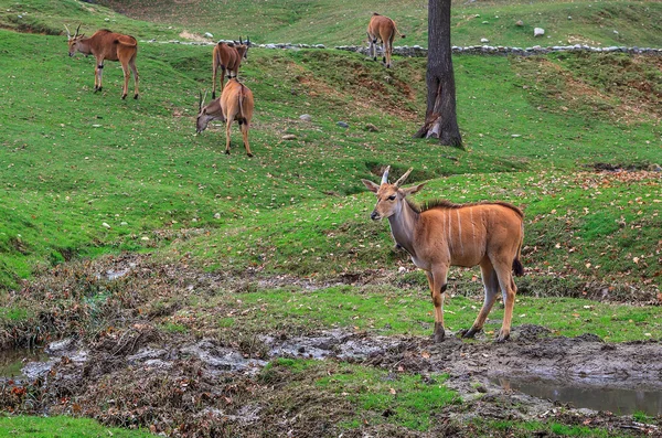 Antilope i dyrehagen . – stockfoto