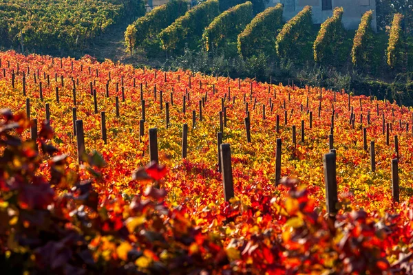 Podzimní Vinice Červenými Žlutými Oranžovými Listy Kopci Piemontu Severní Itálie — Stock fotografie