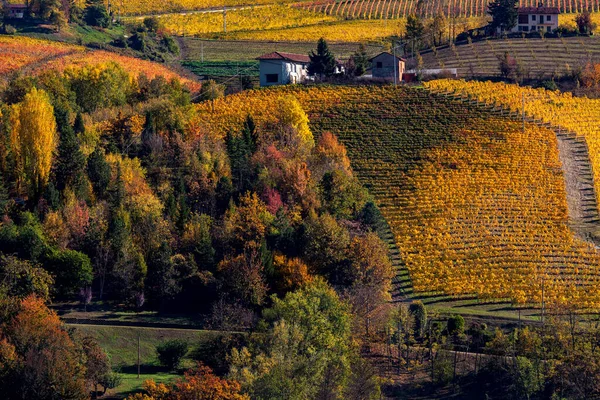 北イタリアのピエモンテ州の丘の上のカラフルな秋の木やブドウ畑の景色 — ストック写真