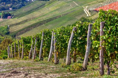 piedmont, İtalya'nın üzerinde Yeşil üzüm bağları.
