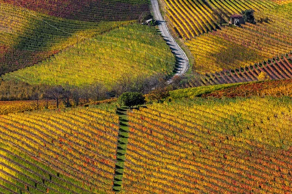 Vista Cima Coloridos Vinhedos Outonais Nas Colinas Piemonte Norte Itália — Fotografia de Stock