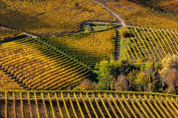 Pohled Shora Krásné Barevné Podzimní Vinice Kopcích Piemontu Severní Itálie — Stock fotografie