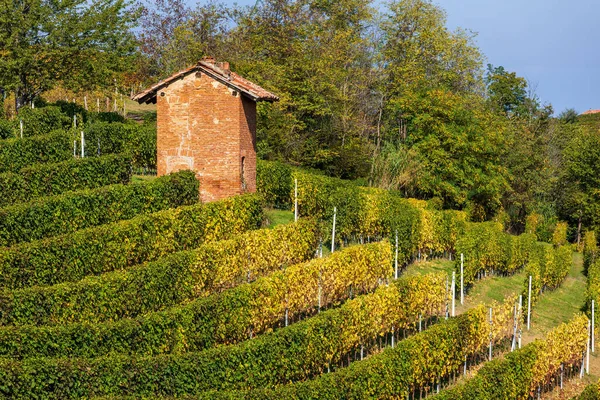 Colorati Vigneti Autunnali Gialli Verdi Collina Piemonte — Foto Stock