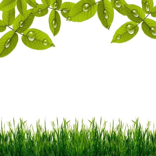 Krásné zelené listy s kapkami vody s trávou — Stock fotografie