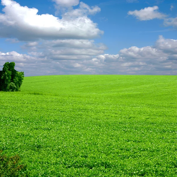 Pole trávy a perfektní modré nebe — Stock fotografie