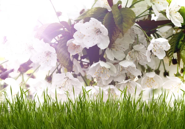 Bellissimi fiori bianchi con erba verde — Foto Stock