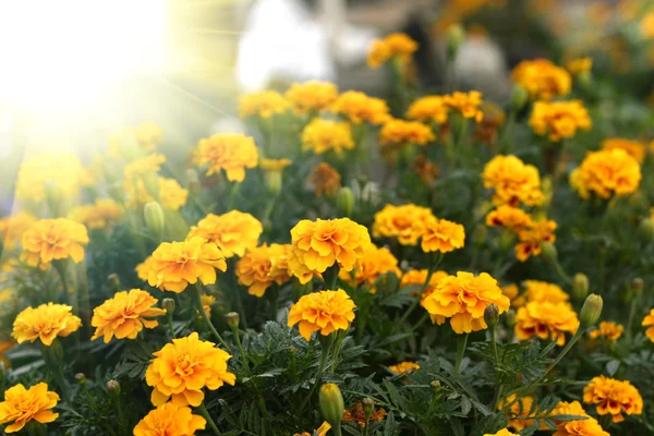 Beautiful flowers and sun — Stock Photo, Image