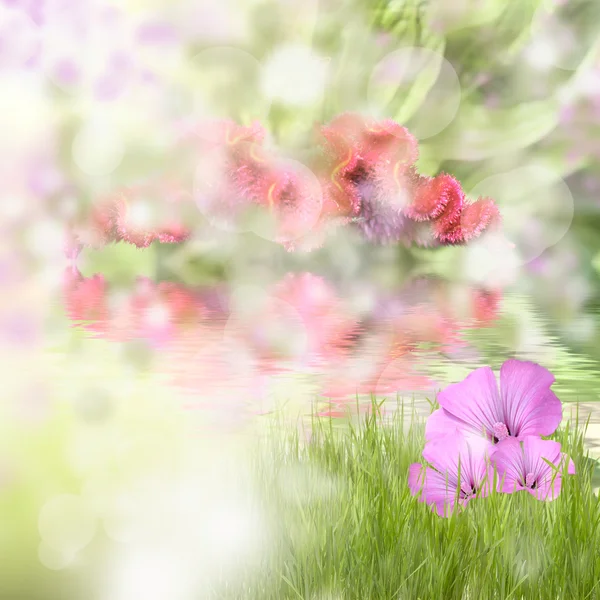 Erba verde con fiori belli — Foto Stock