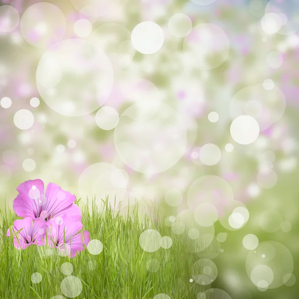 Green grass with beautyful flowers — Stock Photo, Image