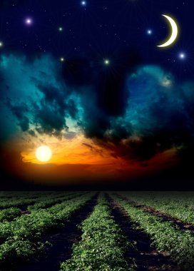 domates alanın üzerine sun set