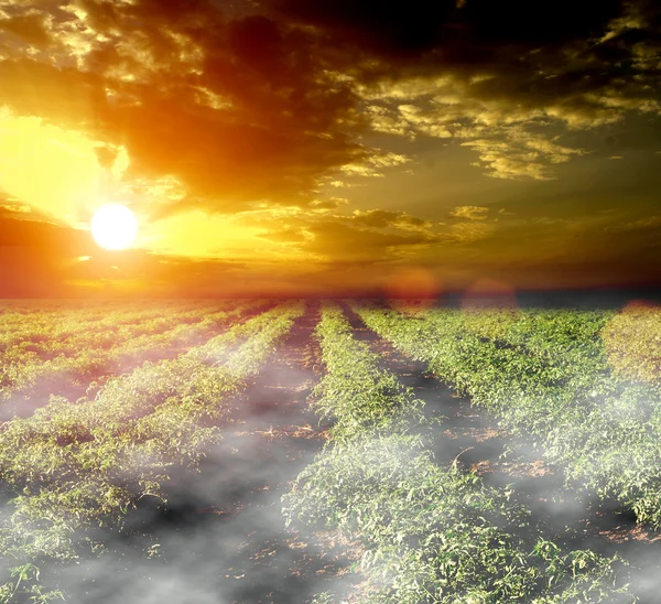 Champ de tomates avec nuages et soleil — Photo