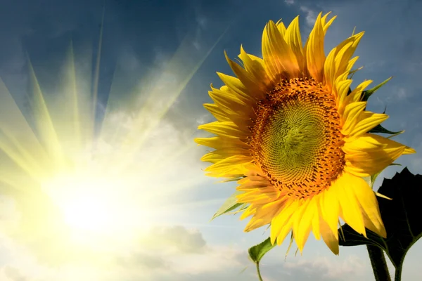 Beautiful sunflower on the sun rise — Stock Photo, Image