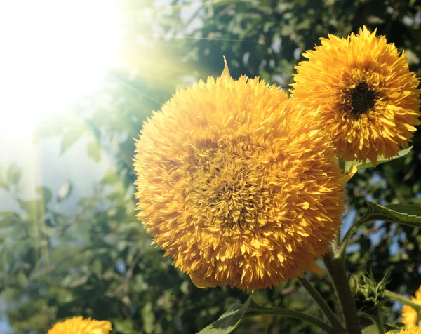 Beautiful sunflower on the sun rise — Stock Photo, Image