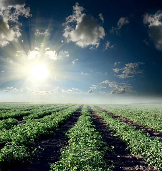 Tomato field over the sun set Royalty Free Stock Images