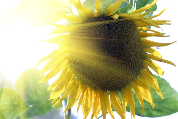 Sunflower over the sun set — Stock Photo, Image