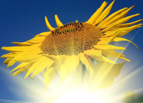 Sunflower over the sun set — Stock Photo, Image