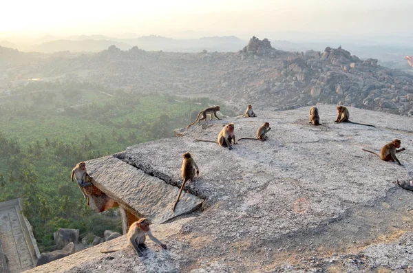 Monkey — Stock Photo, Image