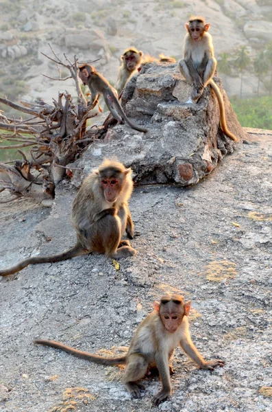 Monkey — Stock Photo, Image