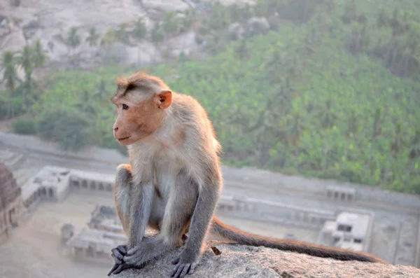 Hampi, India —  Fotos de Stock