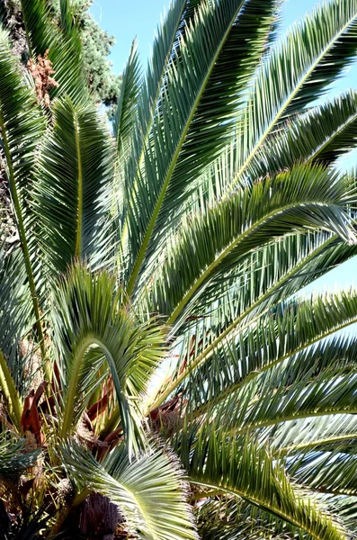 Oasi del Sahara — Foto Stock