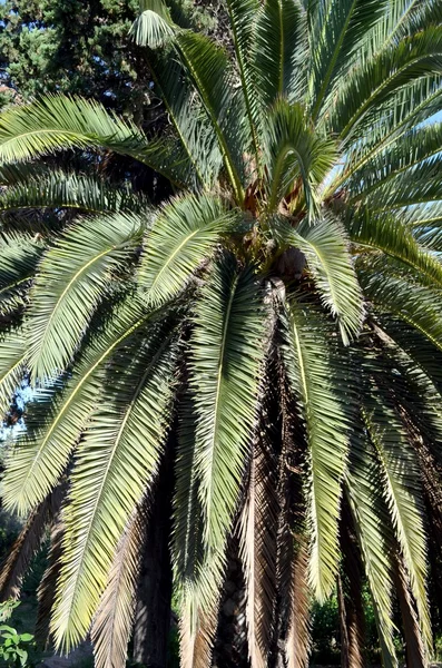 Oasi del Sahara — Foto Stock