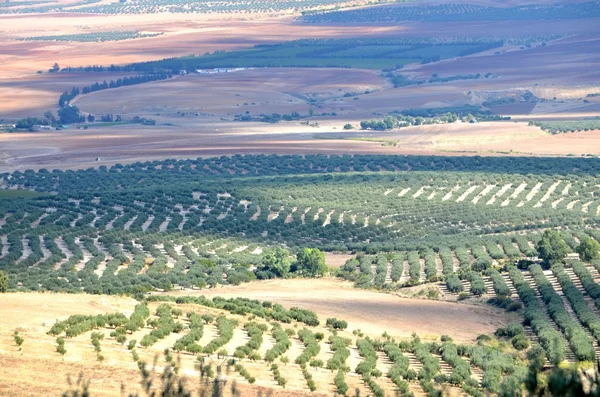 Dougga, Tunezja — Zdjęcie stockowe