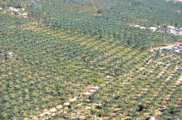 撒哈拉沙漠绿洲 — 图库照片