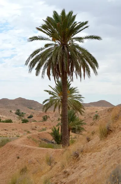 Saharské pouště v Africe — Stock fotografie