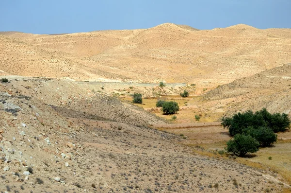 Na pustyni sahara w Afryce — Zdjęcie stockowe