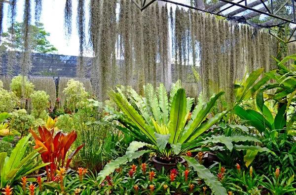 Nong Nooch Jardín Tropical — Foto de Stock