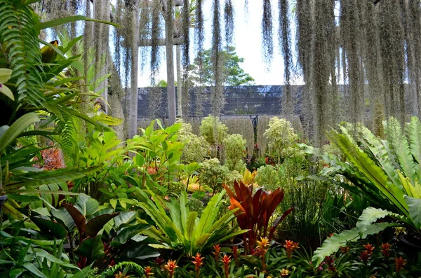 Nong nooch tropischer Garten — Stockfoto