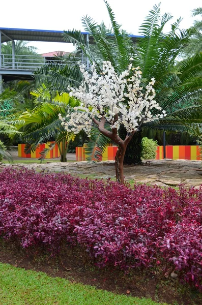 Nong nooch tropischer Garten — Stockfoto