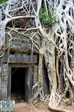 Kamboçyalı antik tapınak